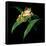 Tree Frog-null-Framed Stretched Canvas