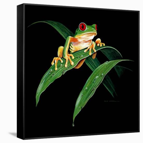 Tree Frog-null-Framed Stretched Canvas