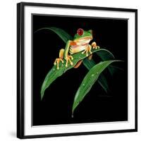 Tree Frog-null-Framed Giclee Print