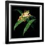 Tree Frog-null-Framed Giclee Print