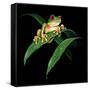 Tree Frog-null-Framed Stretched Canvas