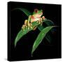 Tree Frog-null-Stretched Canvas