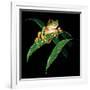 Tree Frog-null-Framed Giclee Print