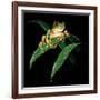 Tree Frog-null-Framed Giclee Print