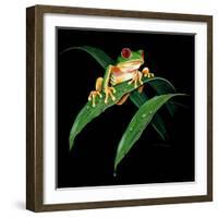 Tree Frog-null-Framed Giclee Print