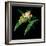 Tree Frog-null-Framed Giclee Print