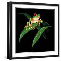 Tree Frog-null-Framed Giclee Print