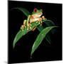 Tree Frog-null-Mounted Giclee Print