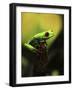 Tree Frog-Dana Brett Munach-Framed Giclee Print