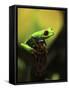 Tree Frog-Dana Brett Munach-Framed Stretched Canvas