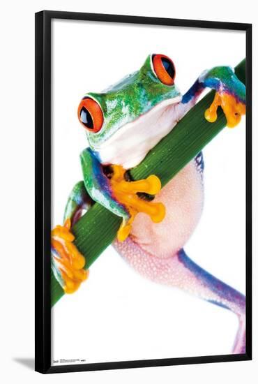 Tree Frog-Trends International-Framed Poster