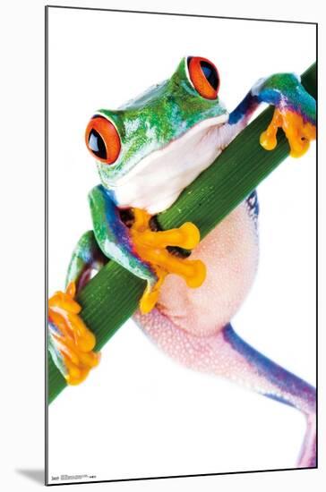 Tree Frog-Trends International-Mounted Poster