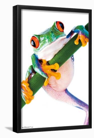 Tree Frog-Trends International-Framed Poster