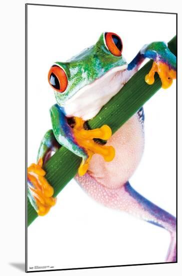 Tree Frog-Trends International-Mounted Poster