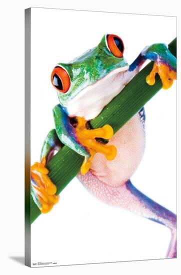 Tree Frog-Trends International-Stretched Canvas