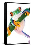 Tree Frog-Trends International-Framed Stretched Canvas