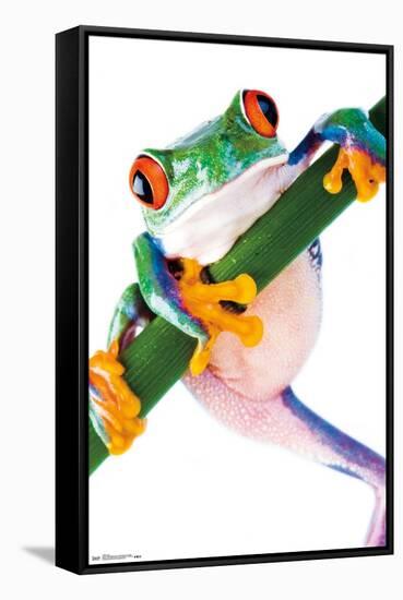 Tree Frog-Trends International-Framed Stretched Canvas