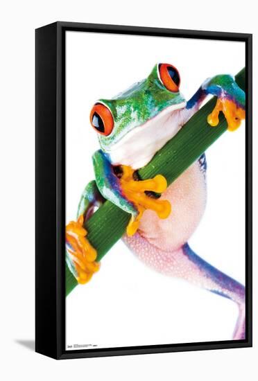 Tree Frog-Trends International-Framed Stretched Canvas