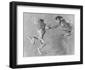 Tree Frogs-null-Framed Photographic Print