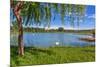 Tree, Green Grass and Small Lake on Background in Piedmont, Northern Italy.-rglinsky-Mounted Photographic Print