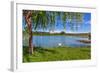 Tree, Green Grass and Small Lake on Background in Piedmont, Northern Italy.-rglinsky-Framed Photographic Print