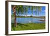 Tree, Green Grass and Small Lake on Background in Piedmont, Northern Italy.-rglinsky-Framed Photographic Print