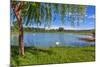 Tree, Green Grass and Small Lake on Background in Piedmont, Northern Italy.-rglinsky-Mounted Photographic Print