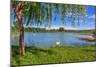 Tree, Green Grass and Small Lake on Background in Piedmont, Northern Italy.-rglinsky-Mounted Photographic Print