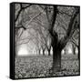 Tree Grove BW Sq I-Erin Berzel-Framed Stretched Canvas