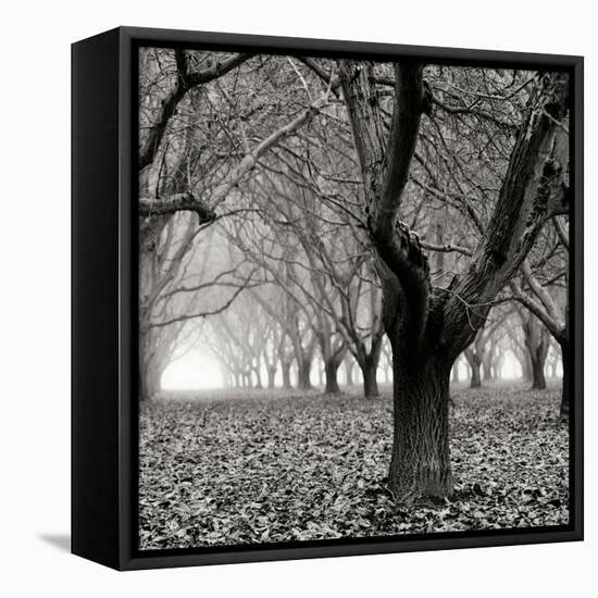 Tree Grove BW Sq I-Erin Berzel-Framed Stretched Canvas