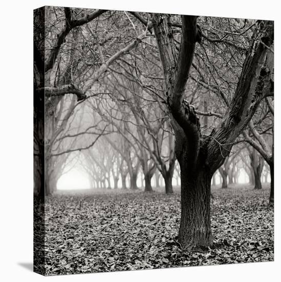 Tree Grove BW Sq I-Erin Berzel-Stretched Canvas