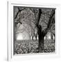 Tree Grove BW Sq I-Erin Berzel-Framed Photographic Print