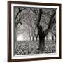 Tree Grove BW Sq I-Erin Berzel-Framed Photographic Print