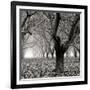 Tree Grove BW Sq I-Erin Berzel-Framed Photographic Print