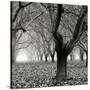 Tree Grove BW Sq I-Erin Berzel-Stretched Canvas