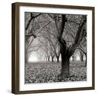 Tree Grove BW Sq I-Erin Berzel-Framed Photographic Print