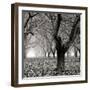 Tree Grove BW Sq I-Erin Berzel-Framed Photographic Print