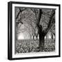 Tree Grove BW Sq I-Erin Berzel-Framed Photographic Print