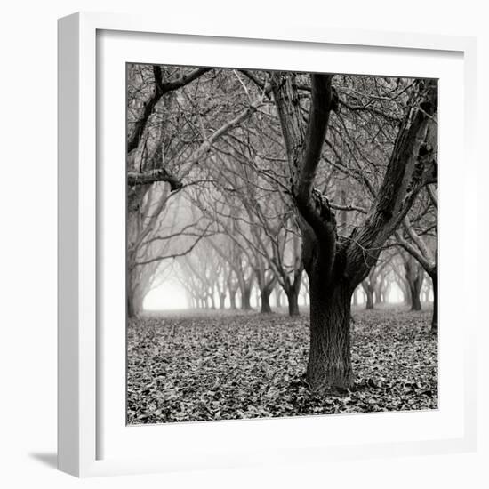 Tree Grove BW Sq I-Erin Berzel-Framed Photographic Print