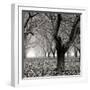 Tree Grove BW Sq I-Erin Berzel-Framed Photographic Print