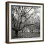 Tree Grove BW Sq II-Erin Berzel-Framed Photographic Print