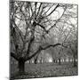 Tree Grove BW Sq II-Erin Berzel-Mounted Photographic Print