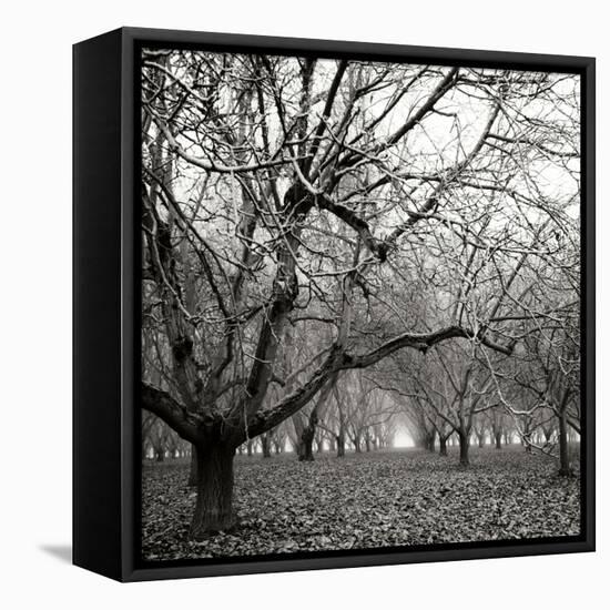 Tree Grove BW Sq II-Erin Berzel-Framed Stretched Canvas