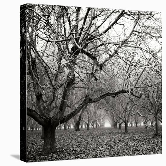 Tree Grove BW Sq II-Erin Berzel-Stretched Canvas