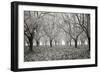 Tree Grove Pano BW I-Erin Berzel-Framed Photographic Print