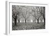 Tree Grove Pano BW I-Erin Berzel-Framed Photographic Print