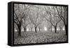 Tree Grove Pano BW I-Erin Berzel-Framed Stretched Canvas