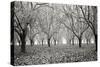 Tree Grove Pano BW I-Erin Berzel-Stretched Canvas