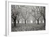 Tree Grove Pano BW I-Erin Berzel-Framed Photographic Print