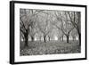 Tree Grove Pano BW I-Erin Berzel-Framed Photographic Print